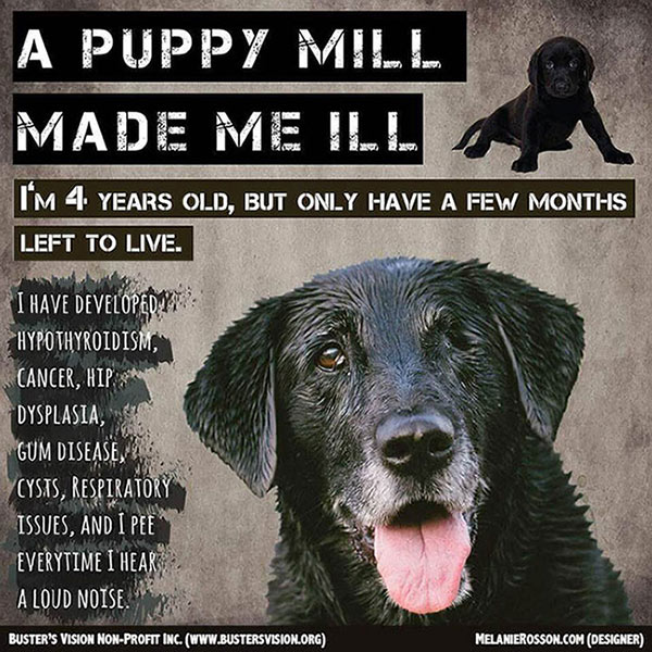 Buster's Vision Puppy Mill Poster